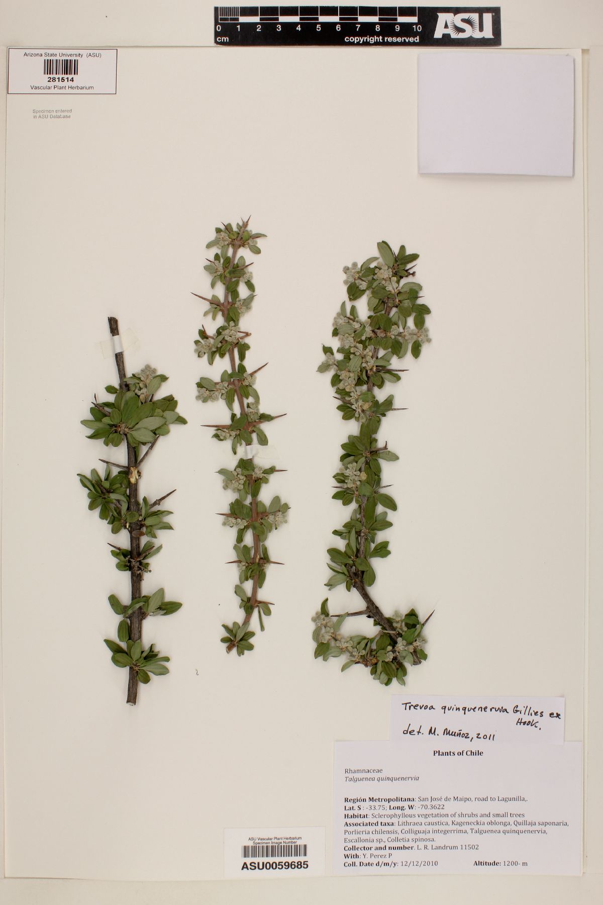 Trevoa image