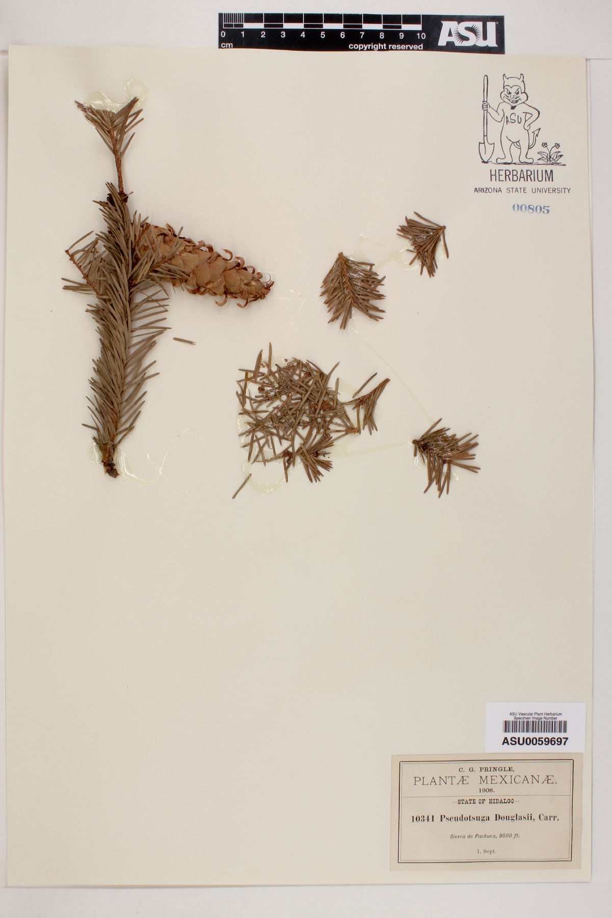 Pseudotsuga douglasii image
