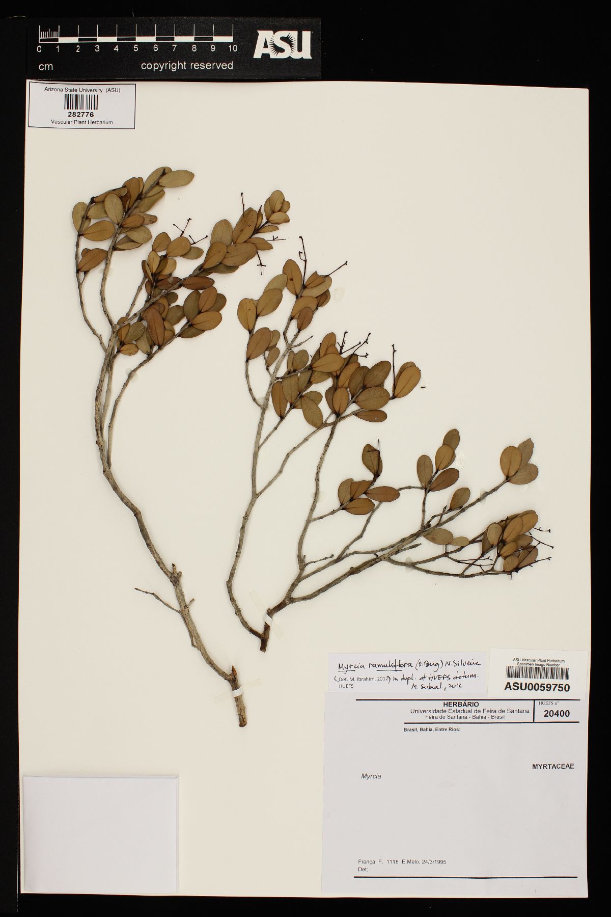 Myrcia ramuliflora image