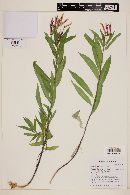 Lobelia laxiflora image