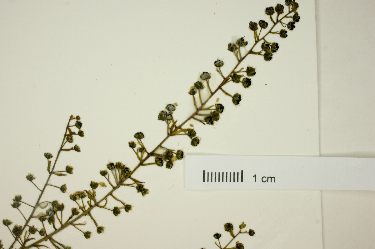 Coriaria ruscifolia image