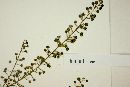 Coriaria ruscifolia image