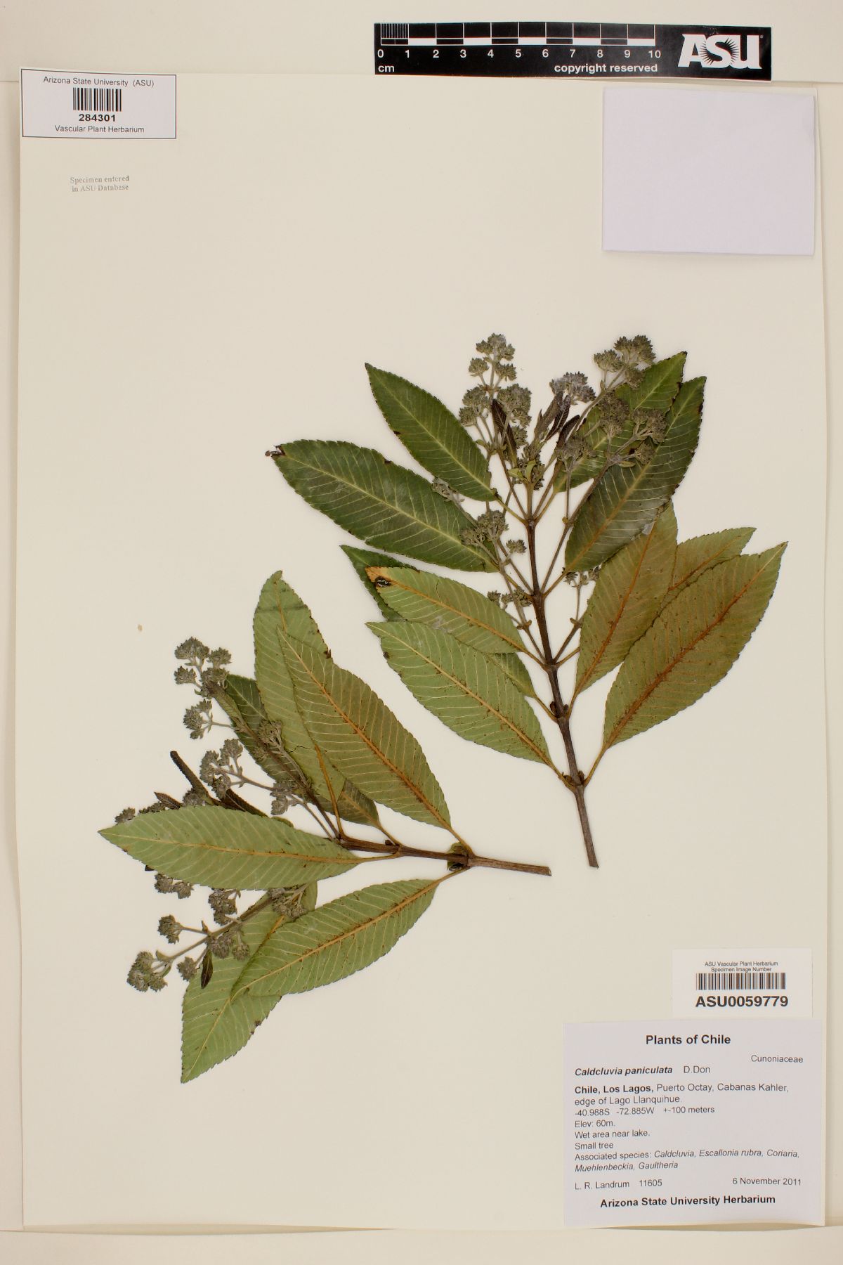 Caldcluvia paniculata image