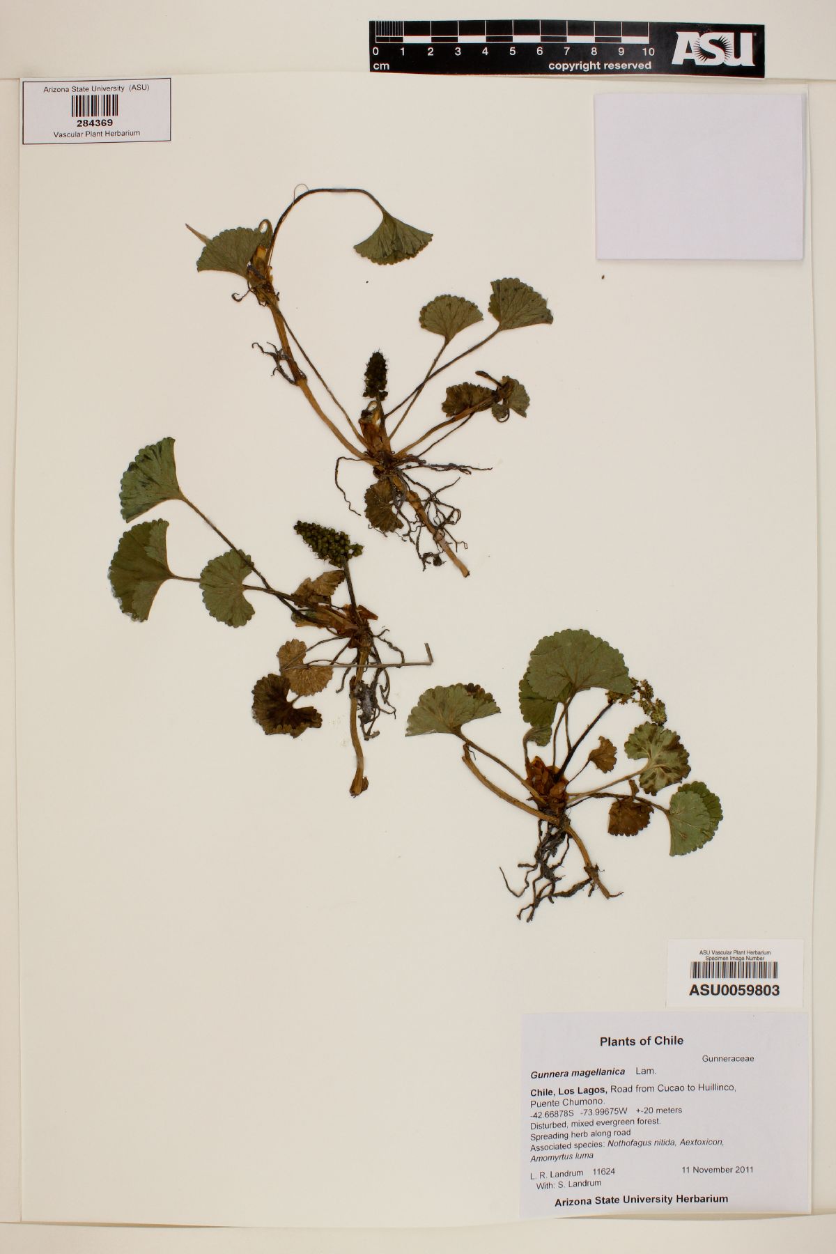 Gunnera magellanica image