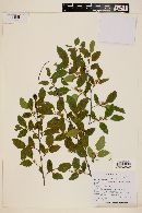 Nothofagus obliqua image