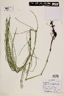 Equisetum giganteum image