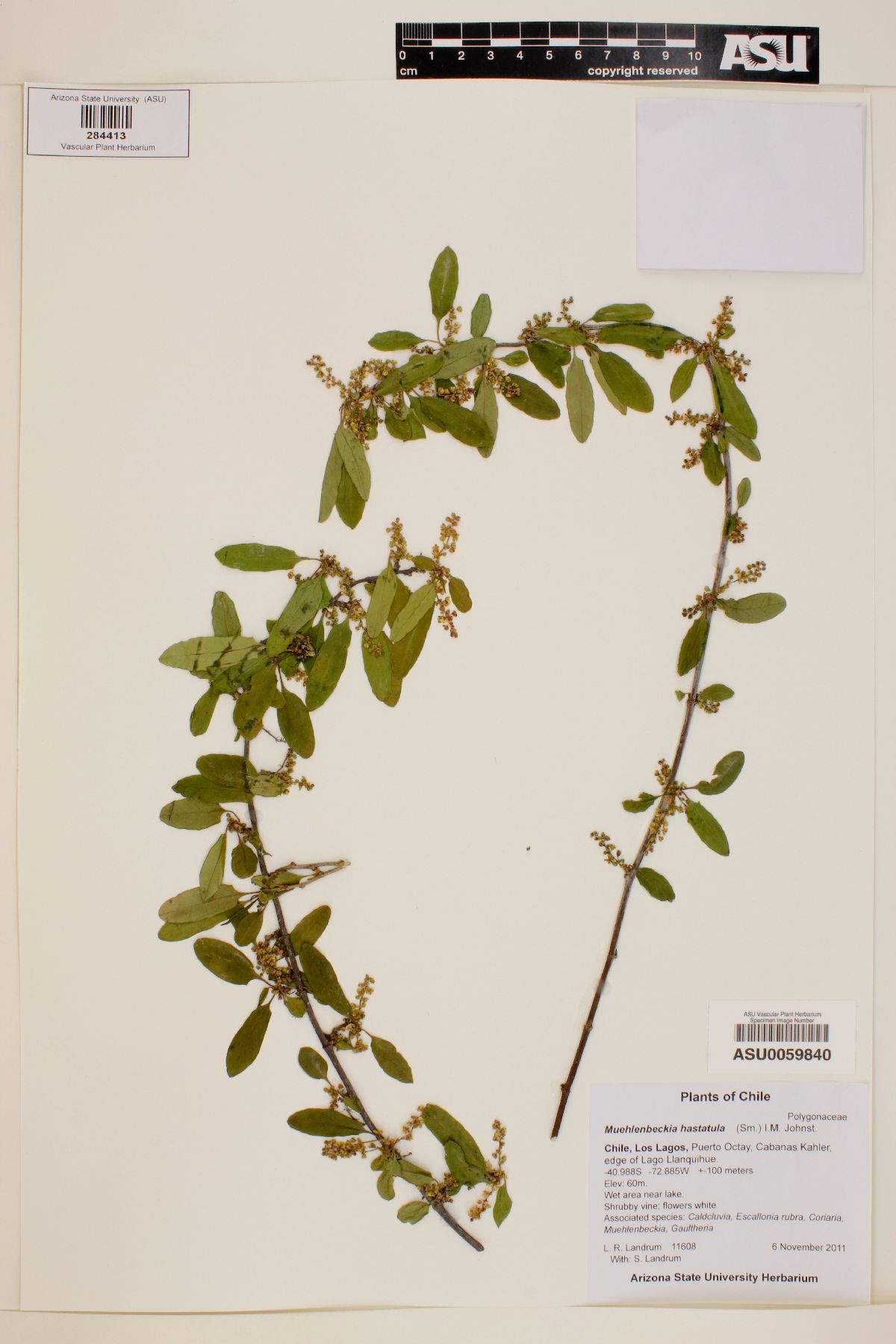 Muehlenbeckia hastatula image
