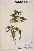 Bouvardia ternifolia image