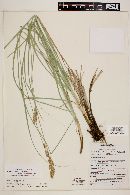 Carex alma image