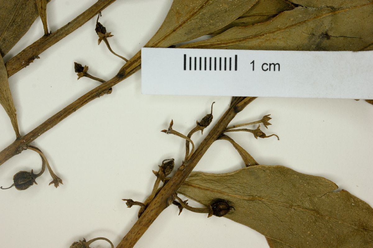 Myoporum acuminatum image