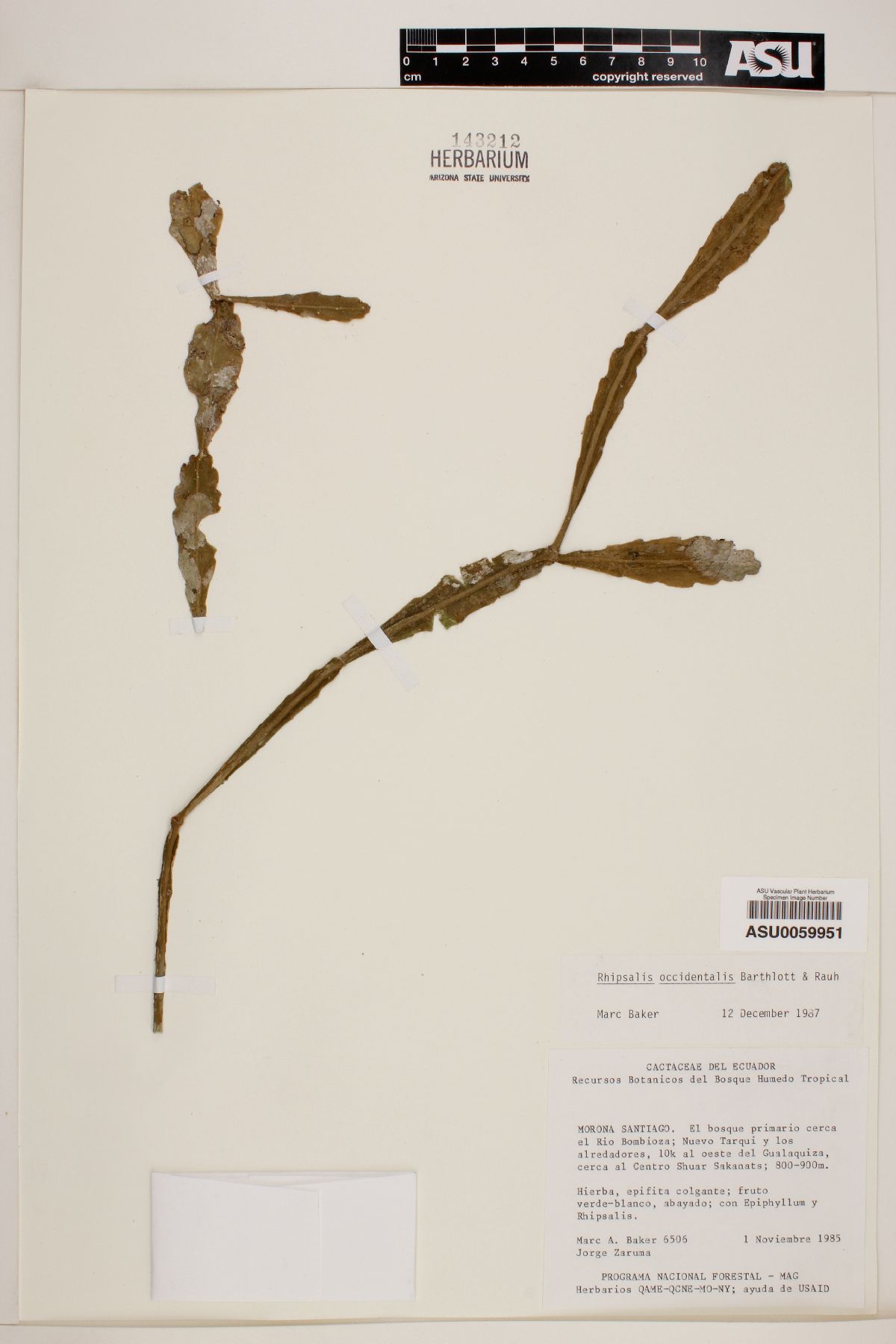 Rhipsalis occidentalis image