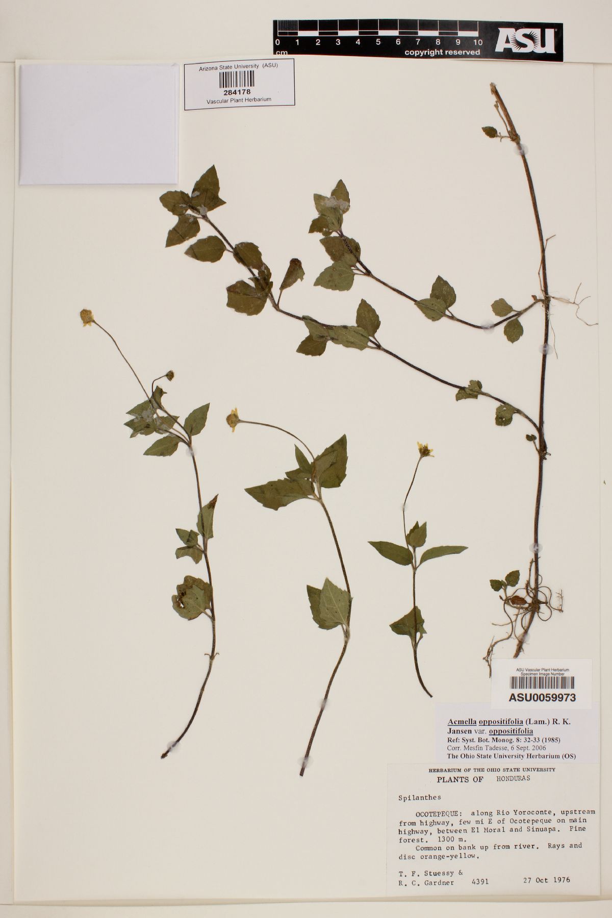 Acmella oppositifolia var. oppositifolia image
