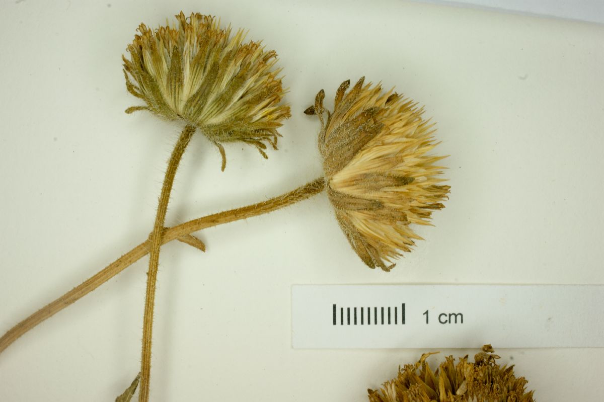 Simsia grandiflora image