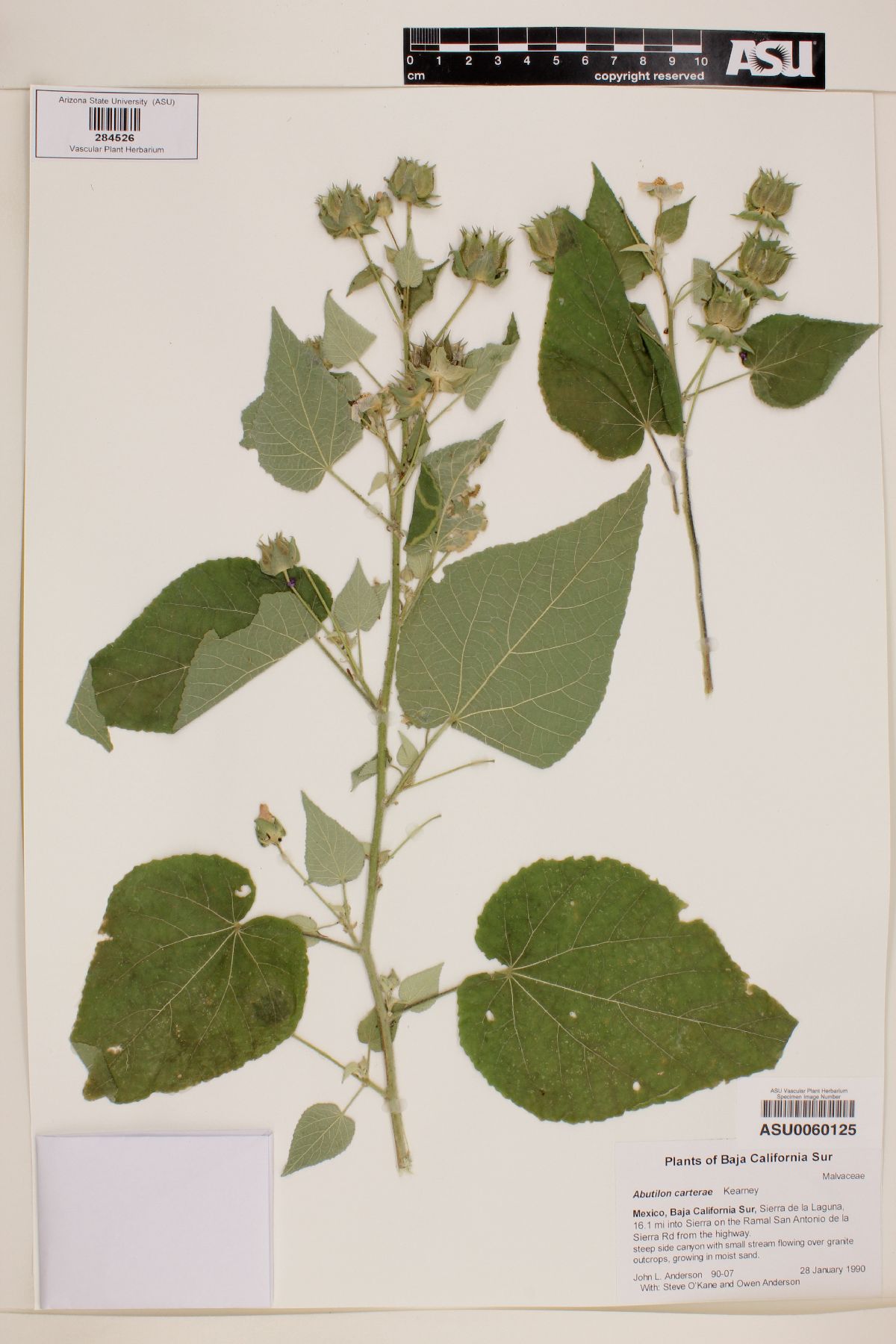 Abutilon carterae image