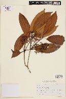 Calyptranthes grandifolia image