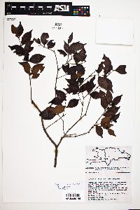 Eugenia procera image