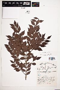 Eugenia procera image