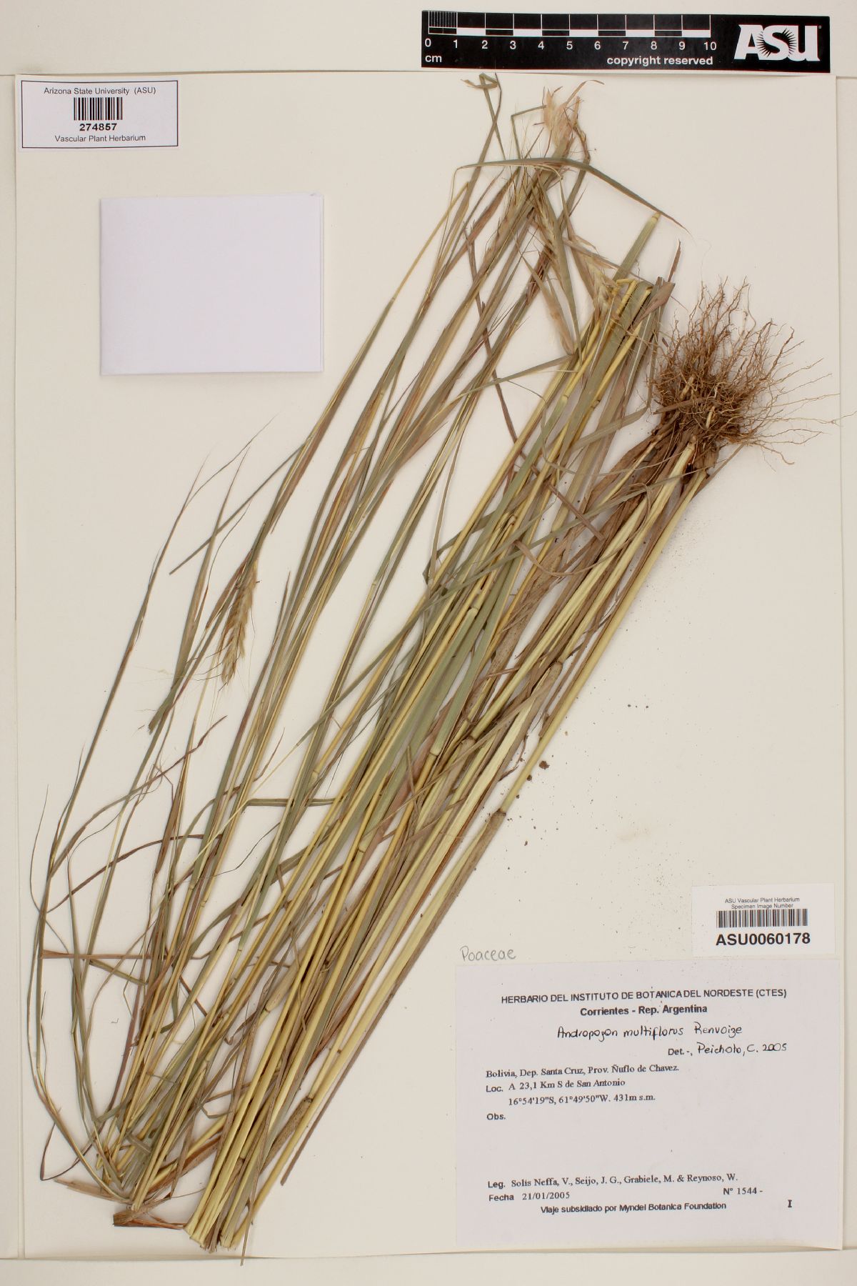 Andropogon multiflorus image