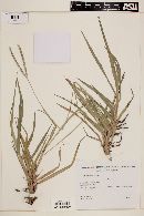 Paspalum notatum image