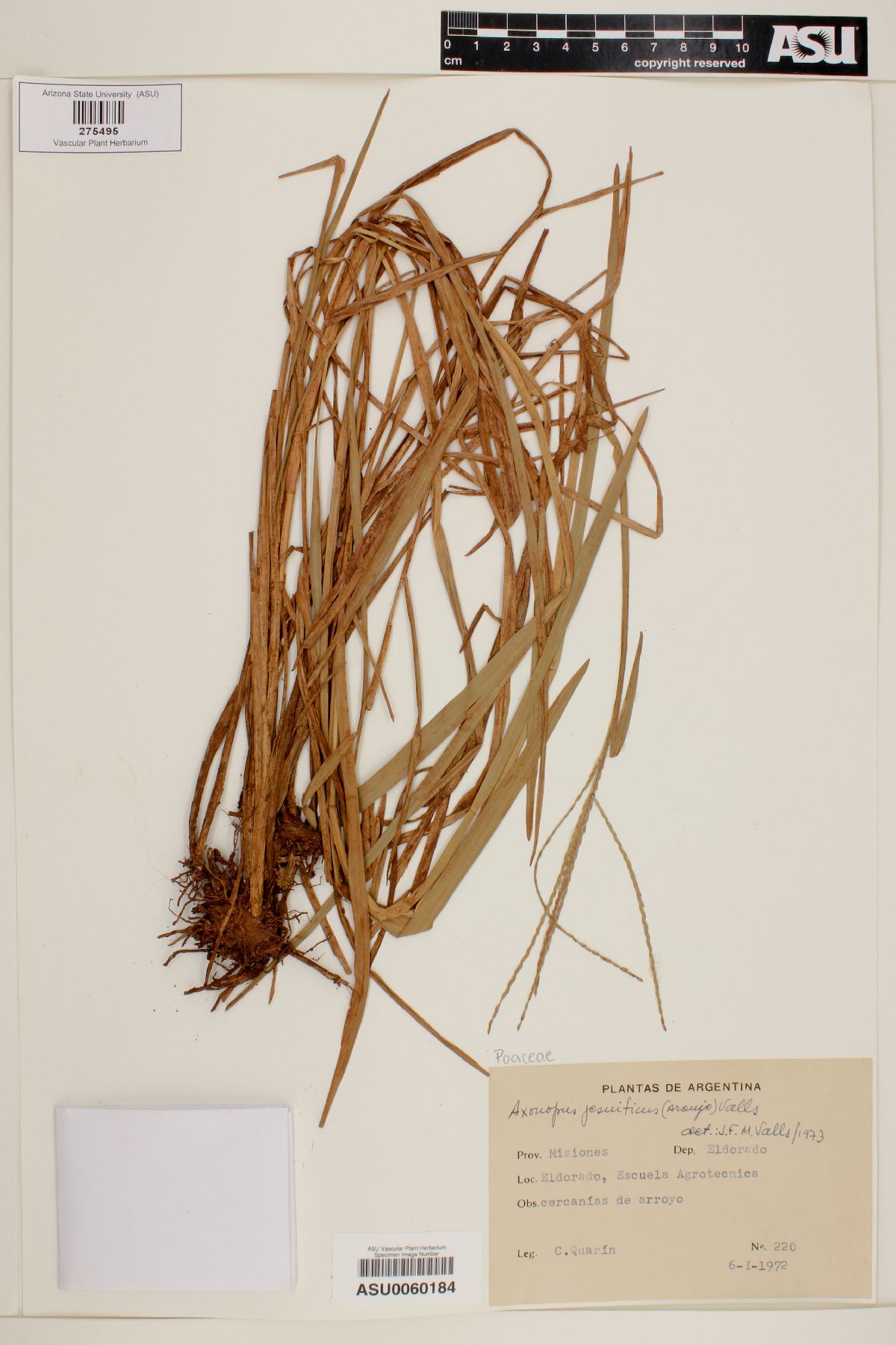 Axonopus jesuiticus image