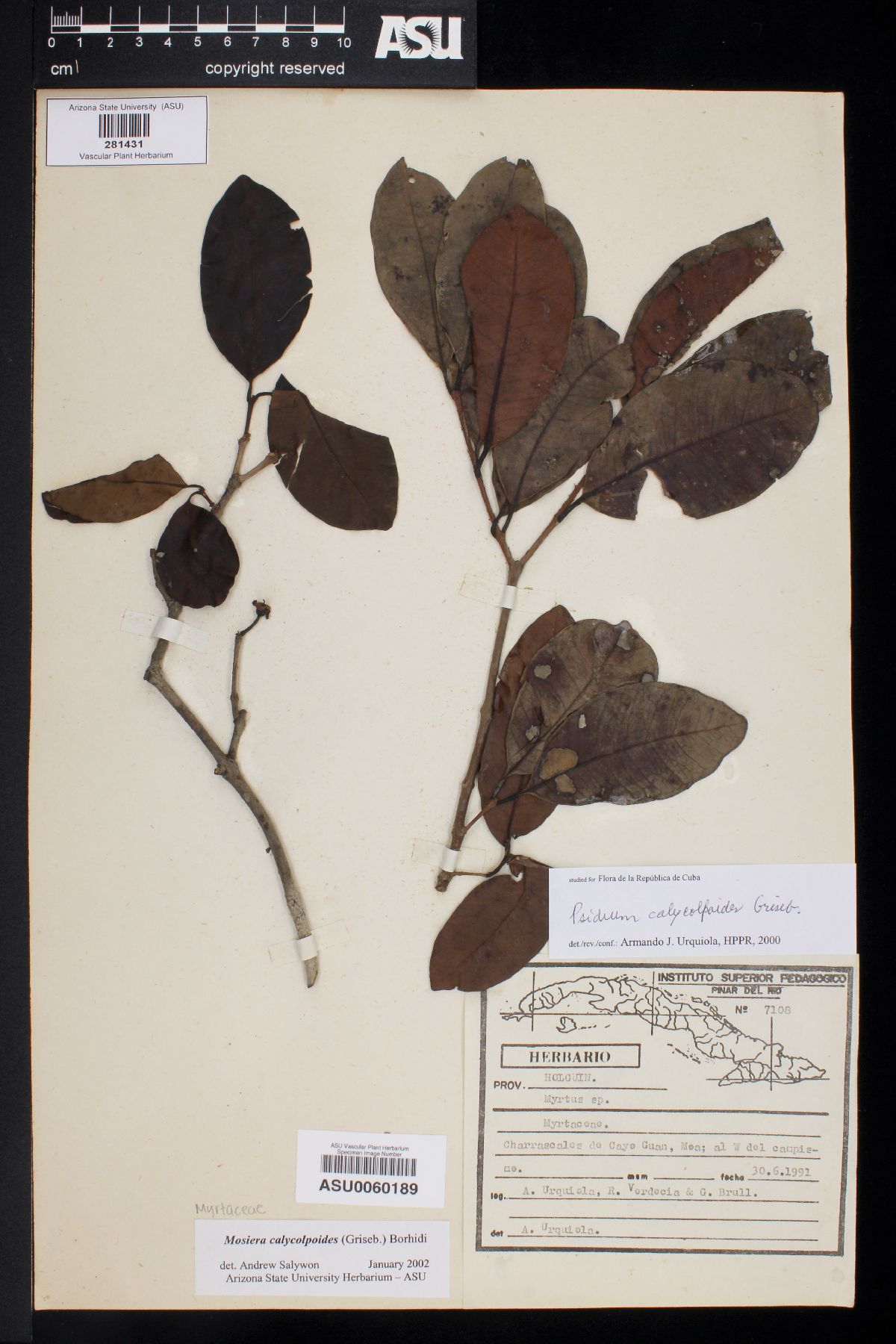 Psidium urquiolanum image