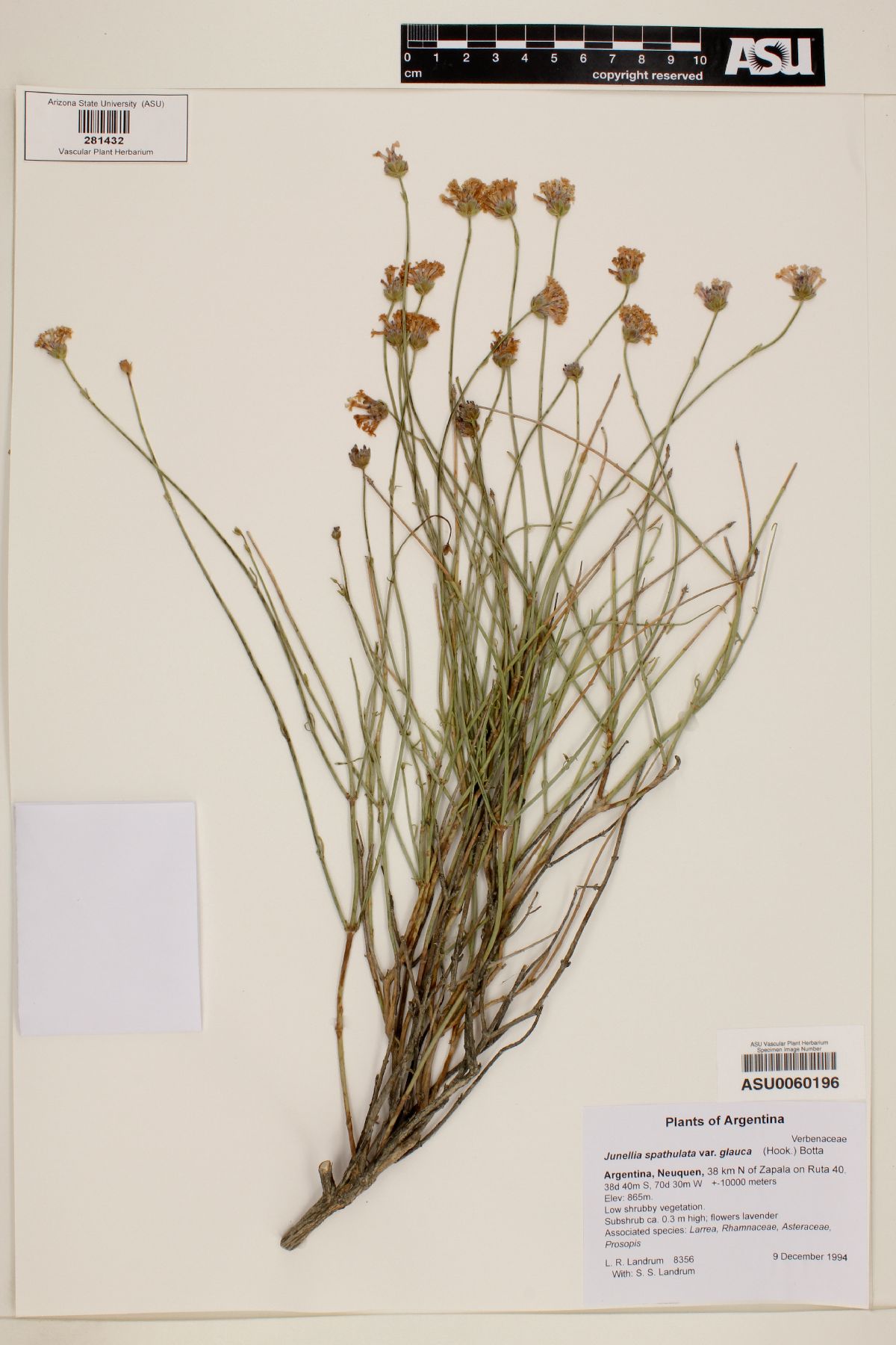 Junellia spathulata var. glauca image