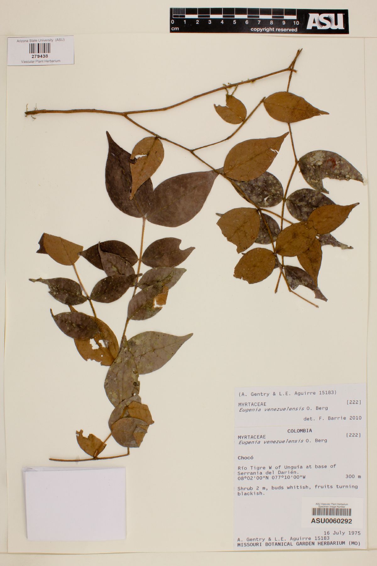 Eugenia venezuelensis image