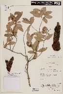 Myrcia palustris image