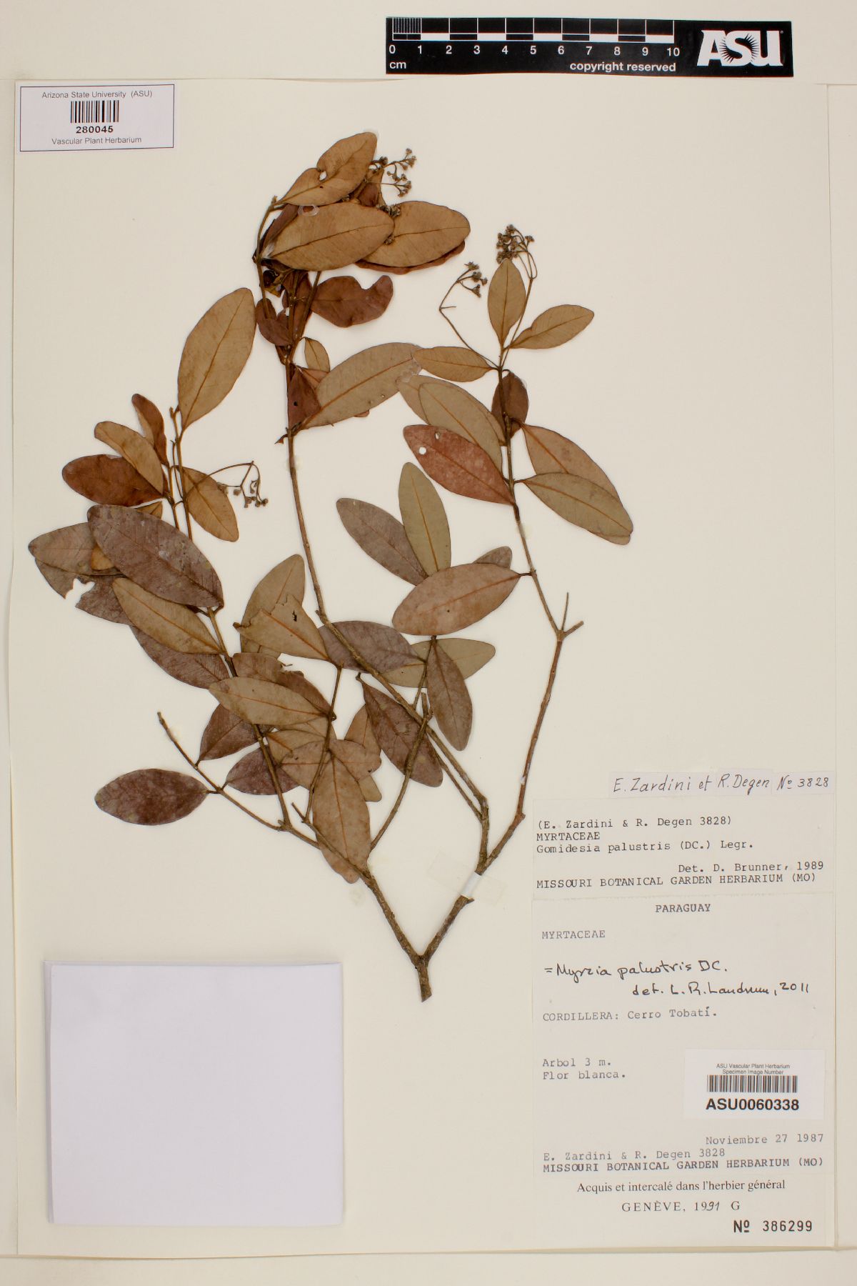 Gomidesia palustris image