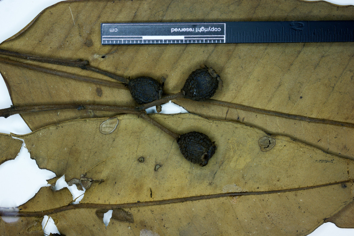 Eugenia muricata image