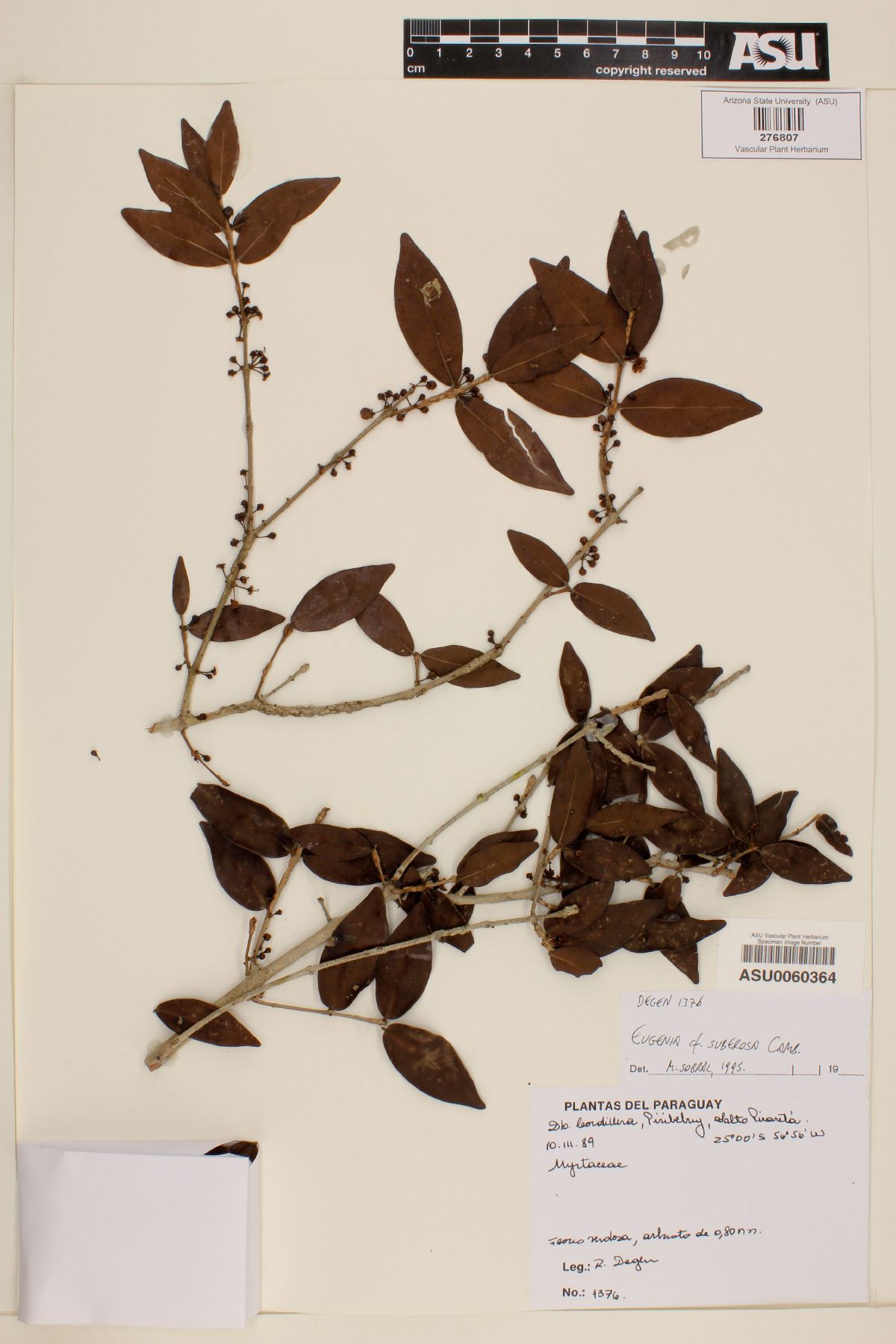 Eugenia suberosa image