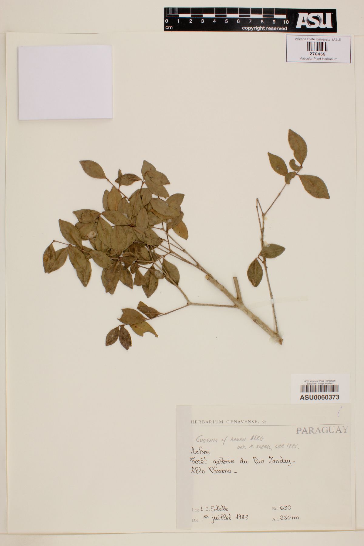 Eugenia mansonii image
