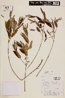 Eugenia anomala image