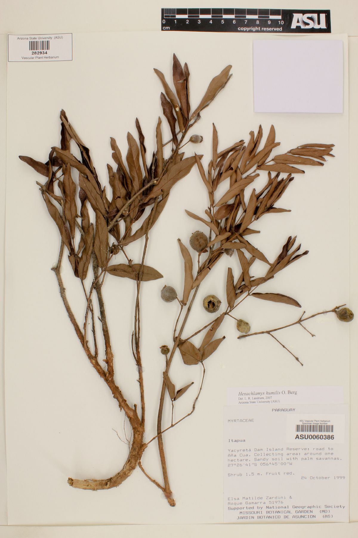 Hexachlamys humilis image