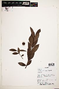 Psidium missionum image