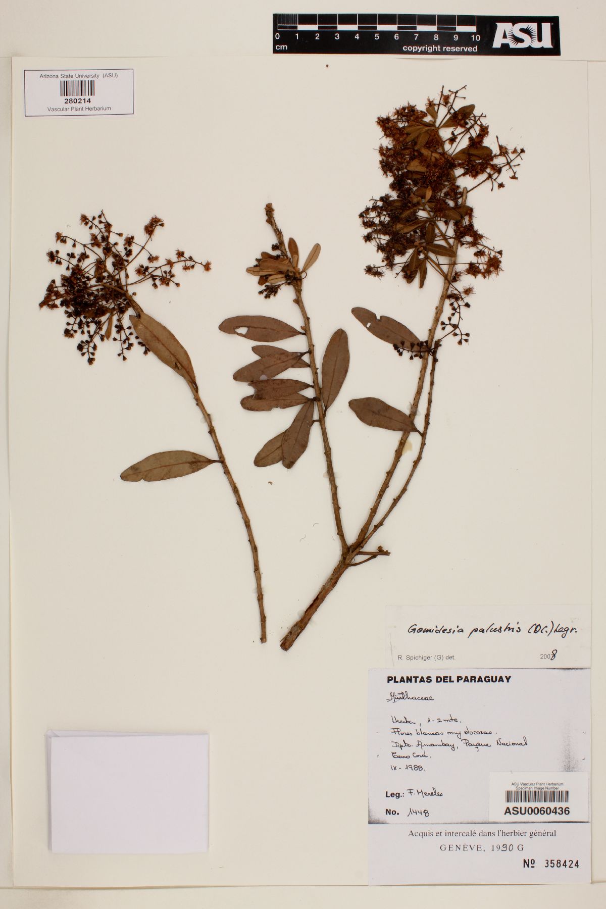 Gomidesia palustris image