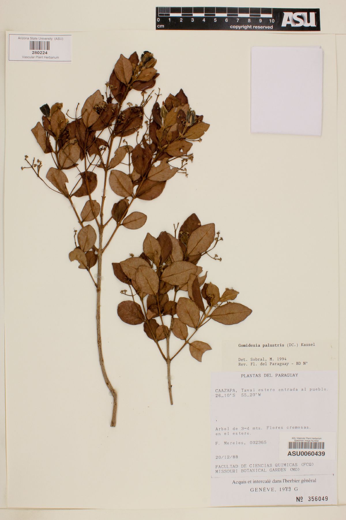 Gomidesia palustris image