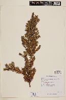 Myrteola phylicoides var. glabrata image
