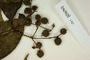 Calyptranthes chytraculia var. americana image