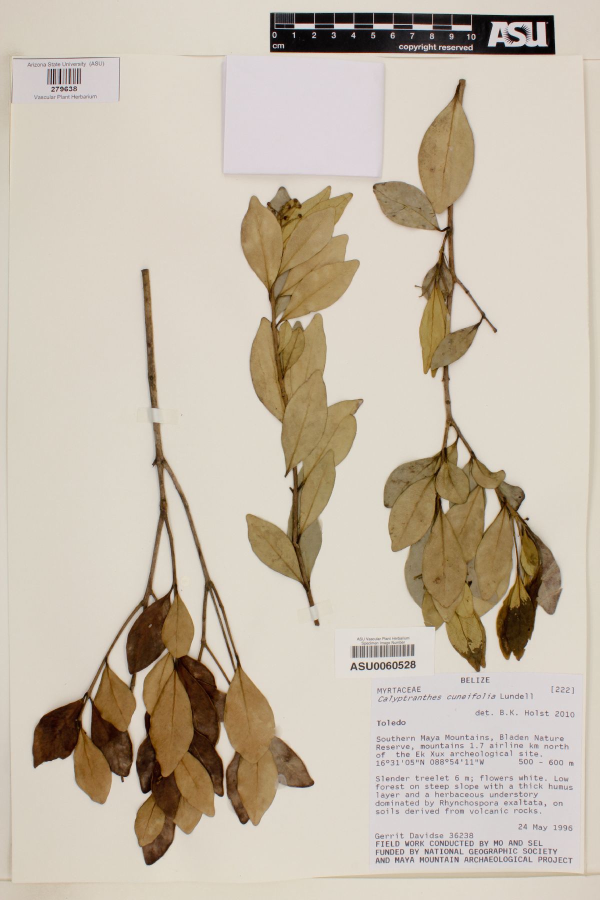 Calyptranthes cuneifolia image