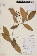 Calyptranthes chytraculia var. americana image