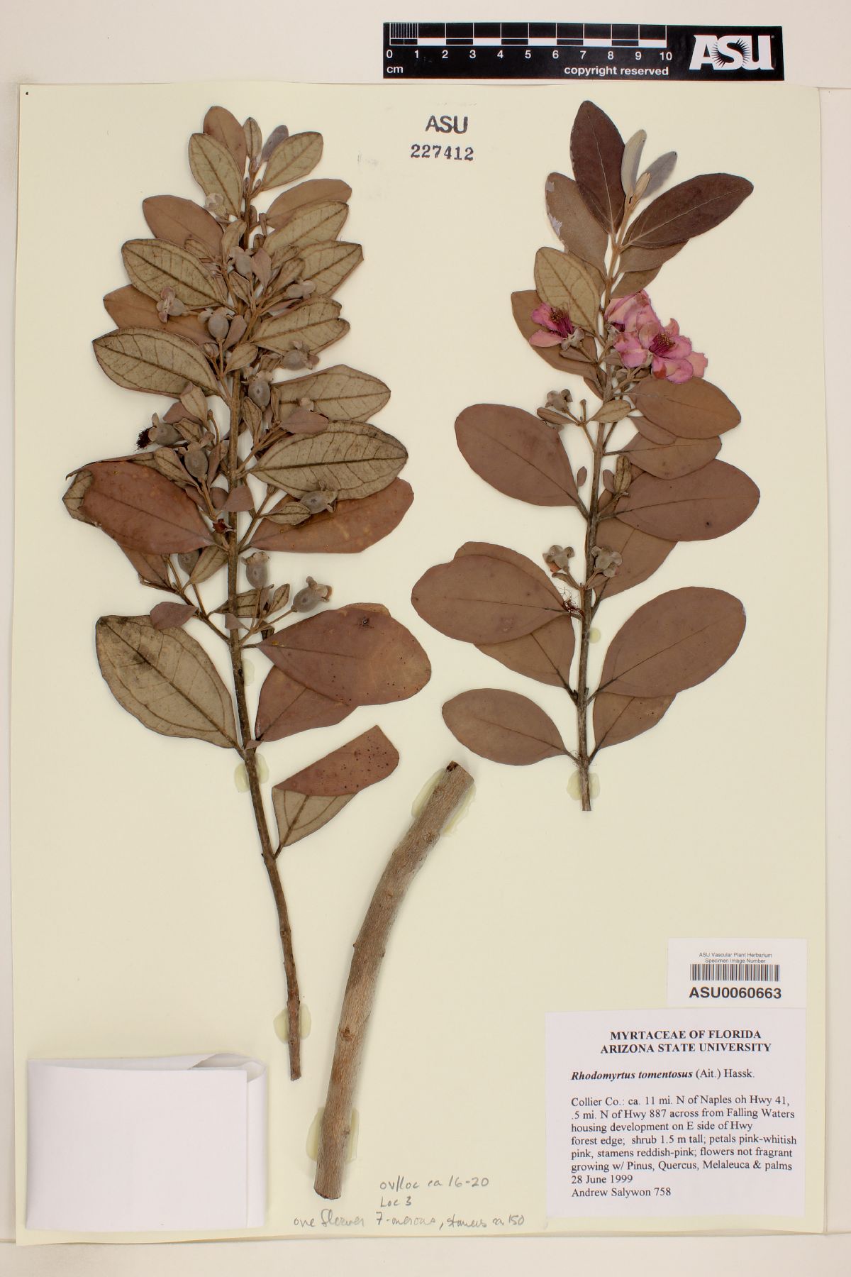 Rhodomyrtus tomentosus image