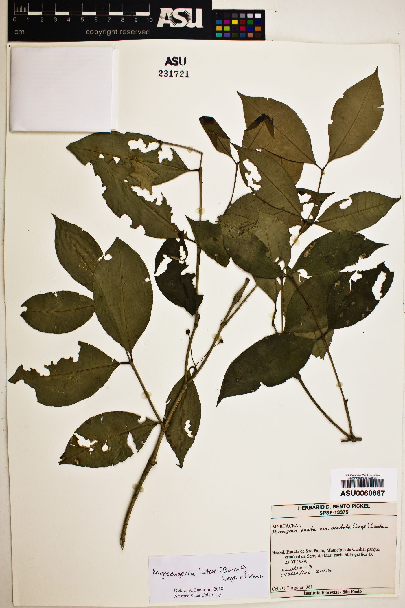 Myrceugenia latior image