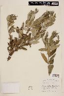 Myrceugenia myrtoides image
