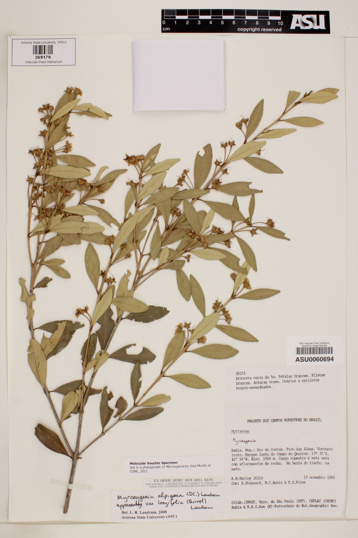 Myrceugenia alpigena var. longifolia image