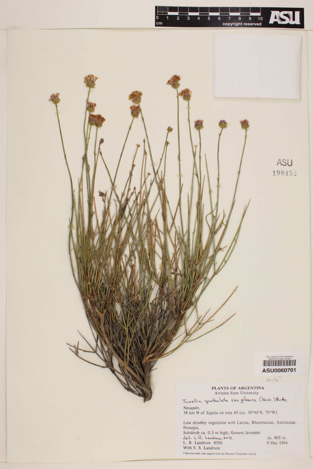 Junellia spathulata var. glauca image