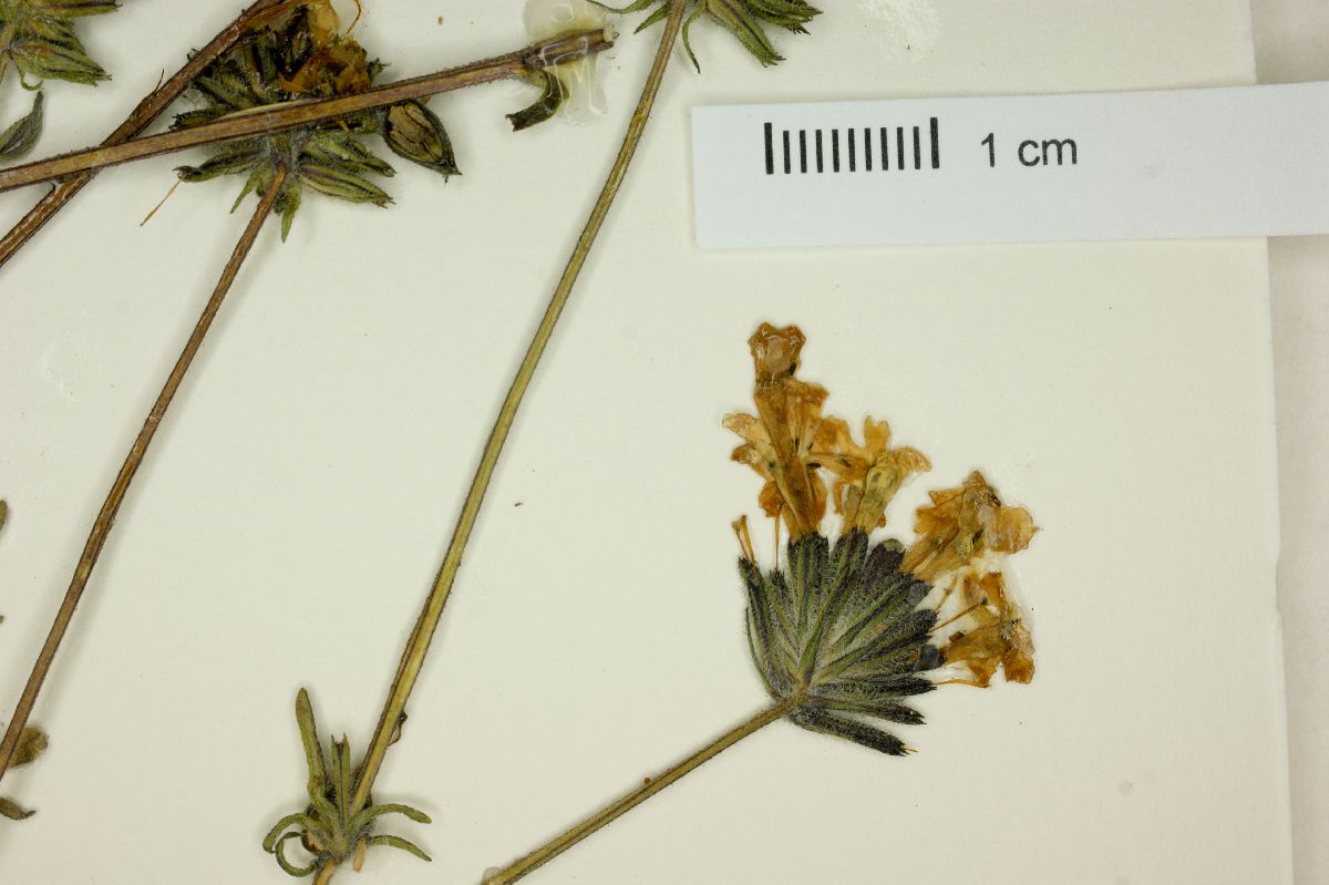 Verbena berteroi image