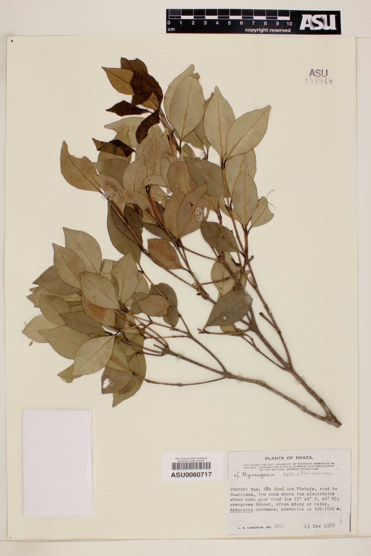 Myrceugenia seriato-ramosa image
