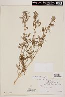 Amaranthus obcordatus image