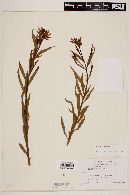 Amsonia palmeri image